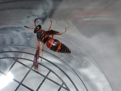 Pseudoxenos erynnidis