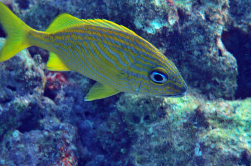 Haemulon flavolineatum