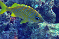 Haemulon flavolineatum