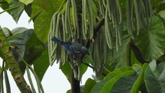 Thraupis episcopus leucoptera