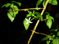 Chomelia tenuiflora