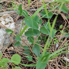 Aristolochia parvifolia