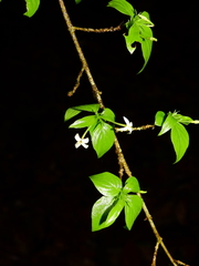 Chomelia tenuiflora
