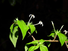 Chomelia tenuiflora