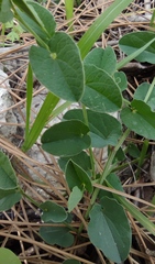 Aristolochia parvifolia