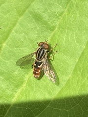 Anasimyia grisescens