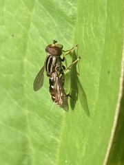 Anasimyia grisescens