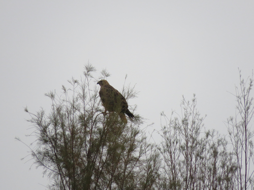 Long-legged Buzzard