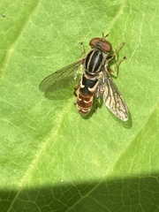 Anasimyia grisescens