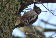 Dendrocoptes medius