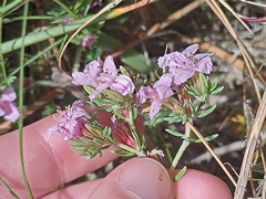 Frankenia repens