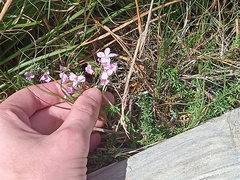 Frankenia repens
