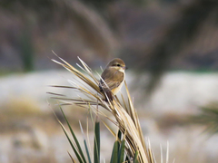 Lanius isabellinus
