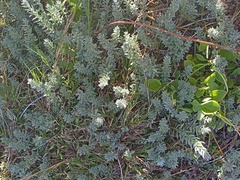 Chenolea diffusa
