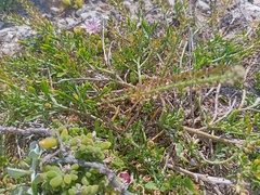 Lepidium capense