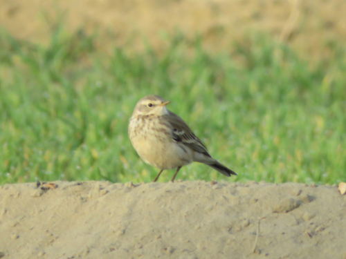 Water Pipit