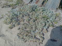 Helichrysum litorale