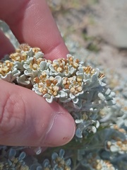 Helichrysum litorale