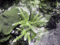 Acropora cervicornis