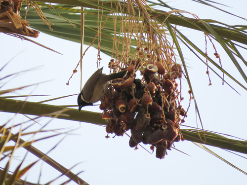 White-eared Bulbul