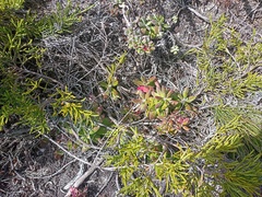 Senecio arniciflorus