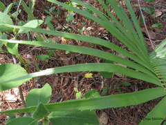 Zamia loddigesii