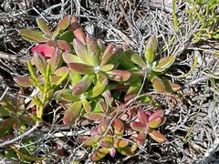 Senecio arniciflorus