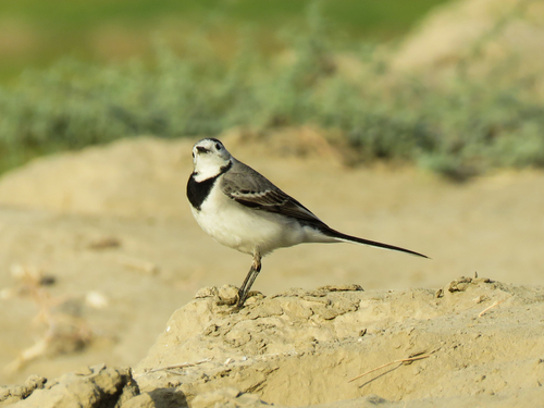 White Wagtail