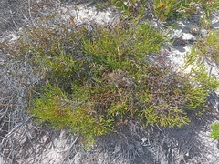 Passerina paleacea