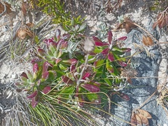 Senecio arniciflorus