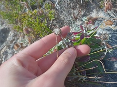 Senecio arniciflorus