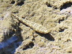 Eleotris sandwicensis