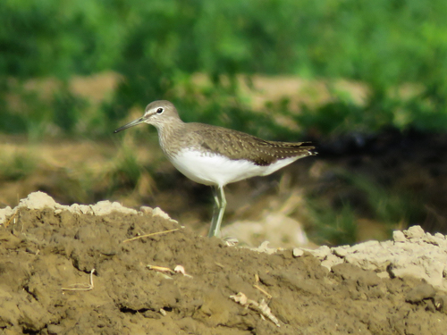 Green Sandpiper
