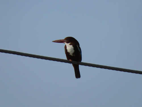 White-throated Kingfisher