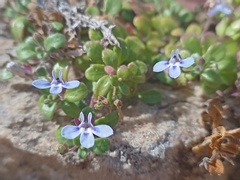 Lobelia boivinii