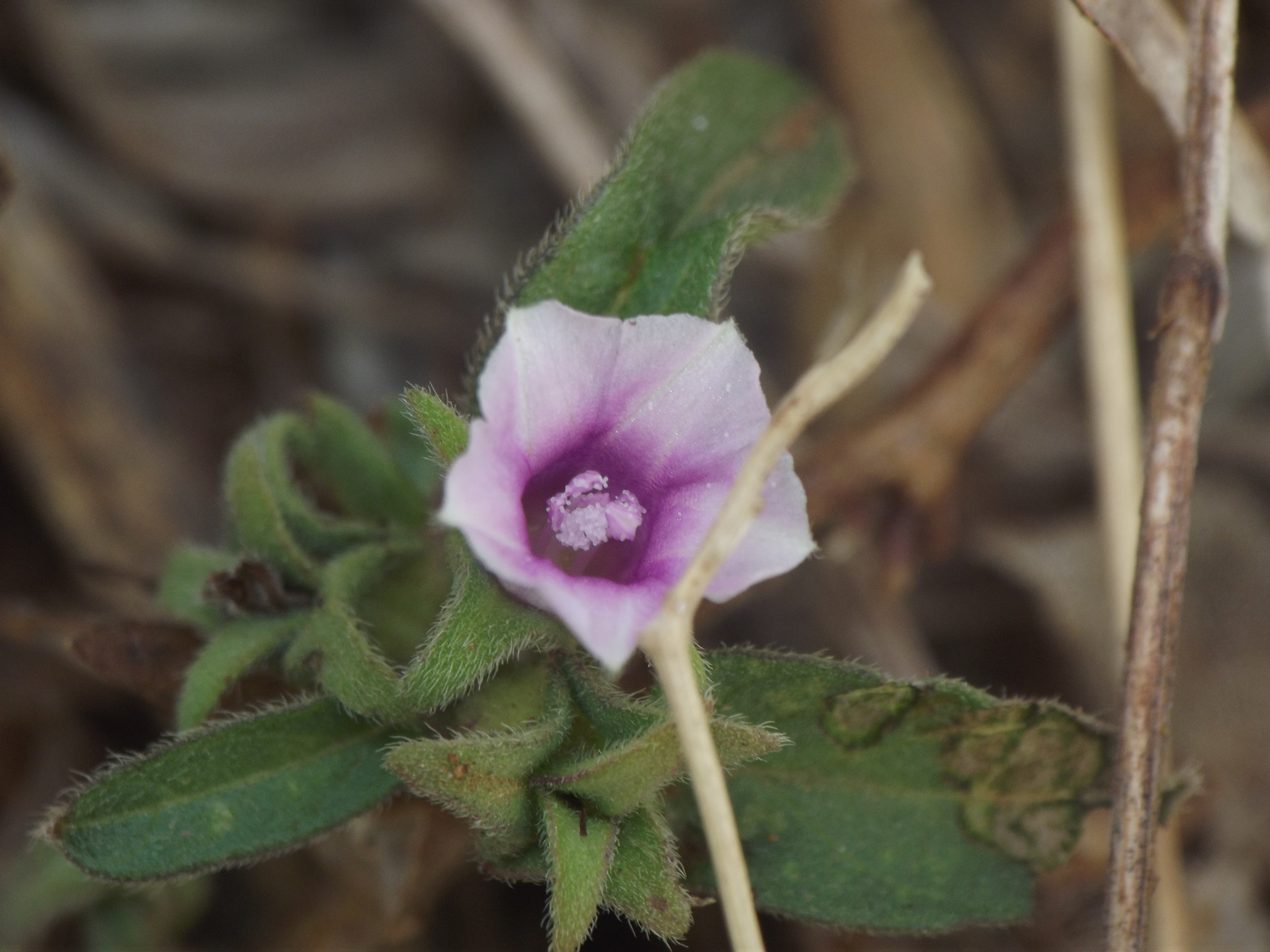 Ipomoea eriocarpa R.Br.