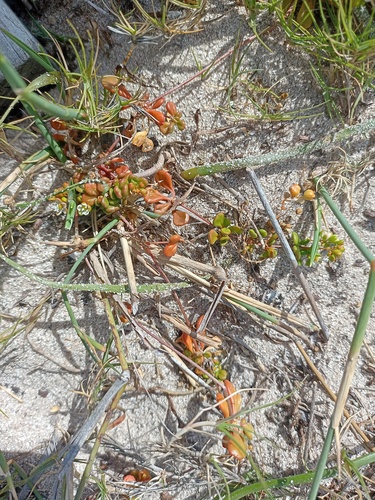 Pharnaceum cordifolium (Pharnaceum cordifolium)