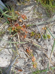 Pharnaceum cordifolium