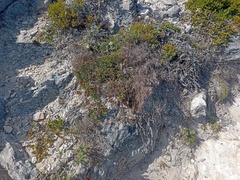 Senecio arniciflorus