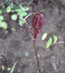 Erythronium montanum