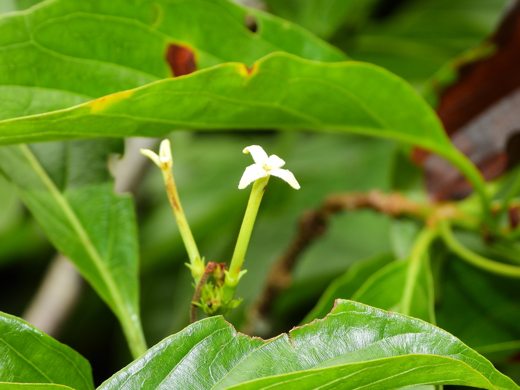 Chomelia malaneoides