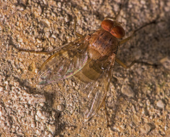 Ormia reinhardi