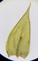 Sciuro-hypnum plumosum