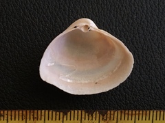 Mactra isabelleana