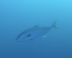 Seriola