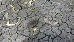 Heteromys irroratus
