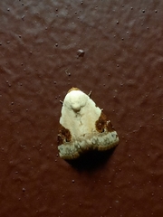 Eublemma ecthaemata