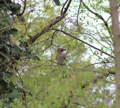 Garrulus glandarius