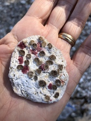 Homotrema rubrum