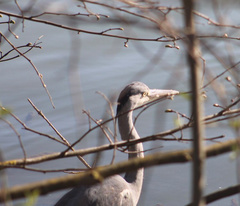 Ardea cinerea